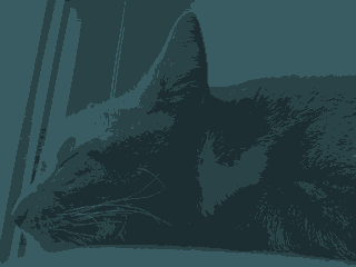 ^_^ Mój kot to żbik ^_^