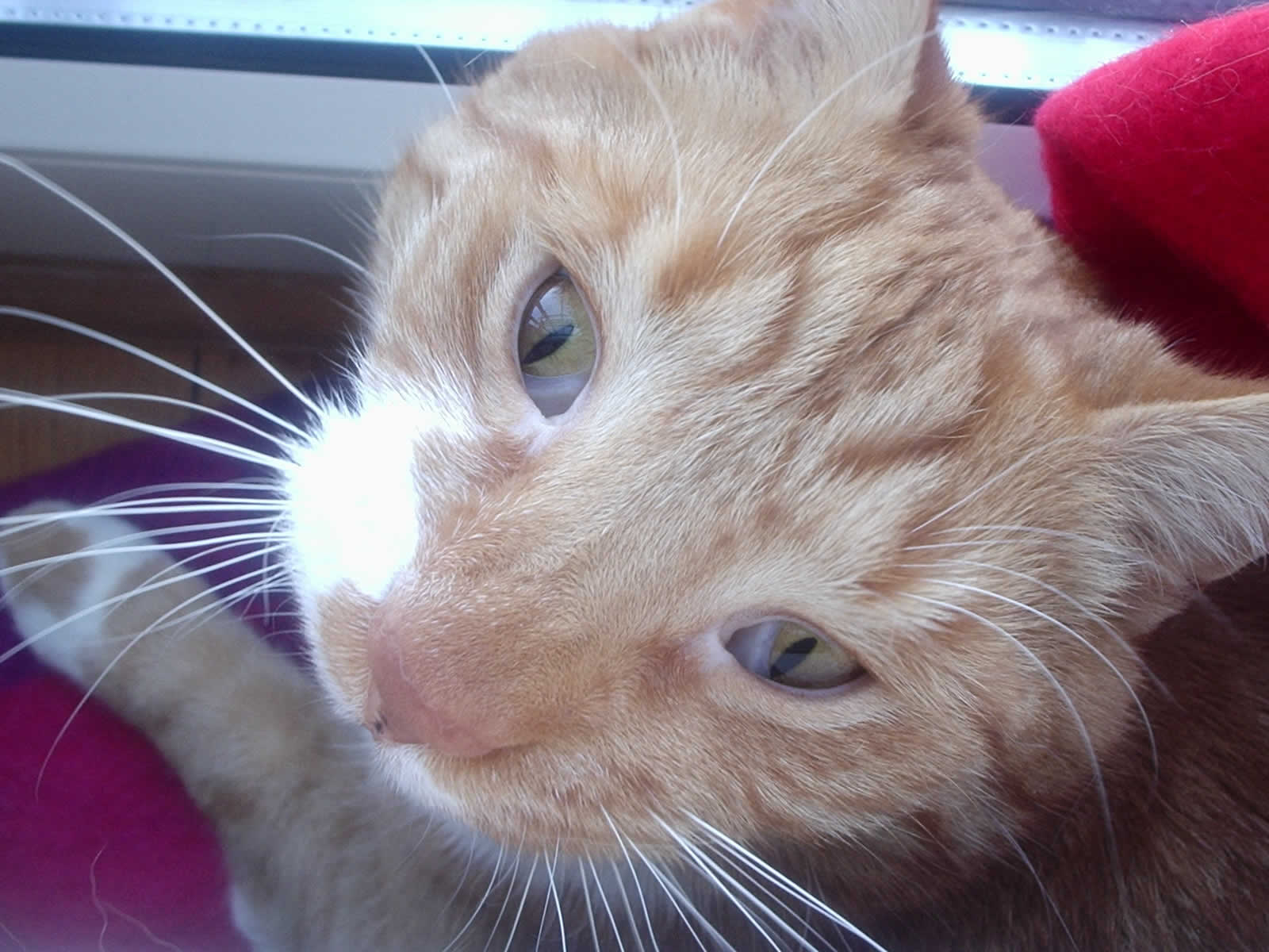 pi4091118_r1_c1
Boczek

chciaem mu zrobi zdjcie
on spojrza mi gboko w oczy
zwierz jeden
potwr morderca
chcia zagry mnie na mier
chcia te zabi rk mishki
tik podchodzi do niego z rezerw

to taka maa namiastka tygrysa
7.6 kg. kudatoci, pazurw i zbw